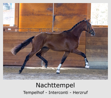 Nachttempel Tempelhof - Interconti - Herzruf