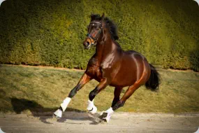 Intendant xx von Lando xx a.d. Incenza v. Local Suitor xx