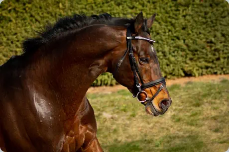 Intendant xx von Lando xx a.d. Incenza v. Local Suitor xx