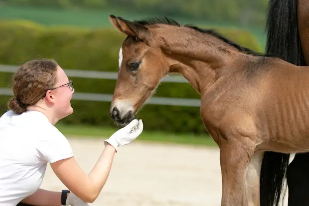 Trakehner - dem Menschen zugeneigt.