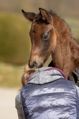 Trakehner - dem Menschen zugeneigt.