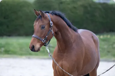 Nachtopal v. Interconti a.d. Nasowas v. Kasimir TSF