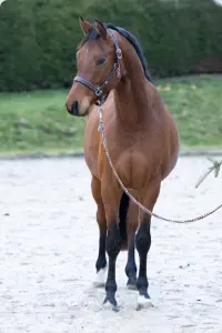 Nachtopal v. Interconti a.d. Nasowas v. Kasimir TSF