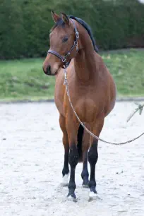 Nachtopal v. Interconti a.d. Nasowas v. Kasimir TSF