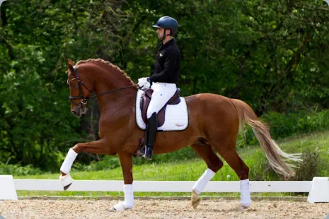Trakehner Prämienhengst Karim Doré